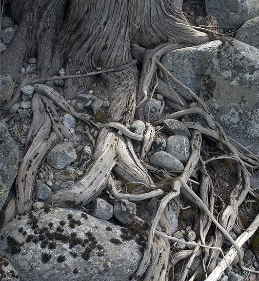 cedar tree roots entangled in rocks
