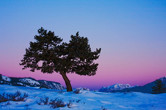 lonely pine in the Methow Valley, Washington