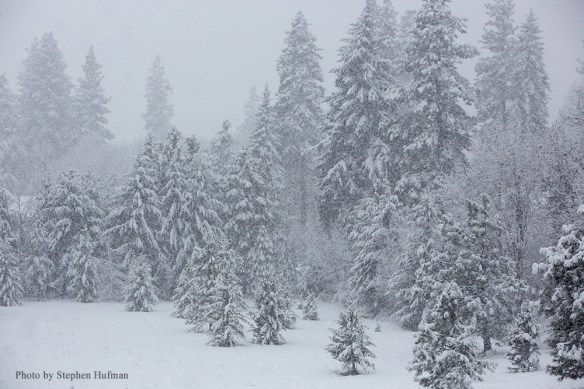 Heavy snow storm in the woods