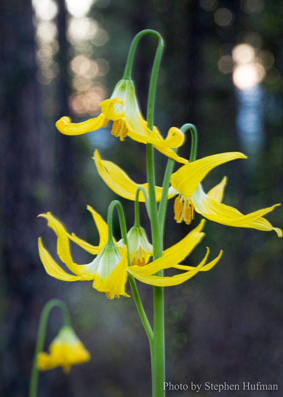 Glacier Lily