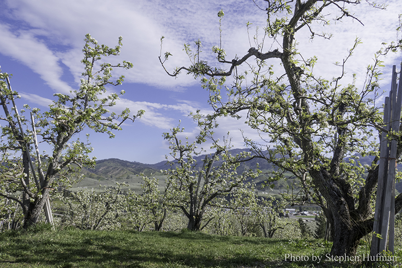 Lifting Hands in Worship