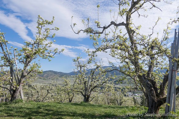 Lifting Hands in Worship