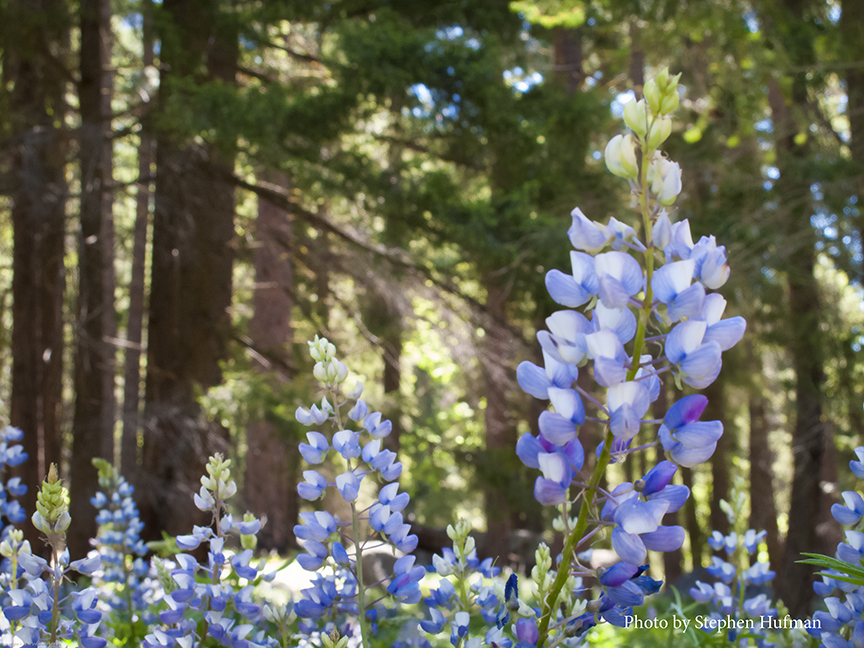 morning lupine
