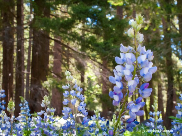 morning lupine