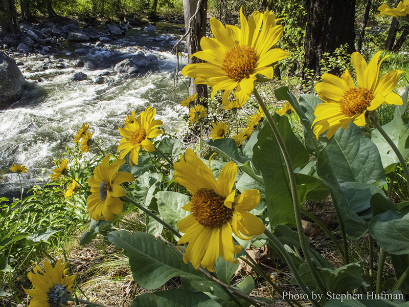 Wildflowers Along the Icicle