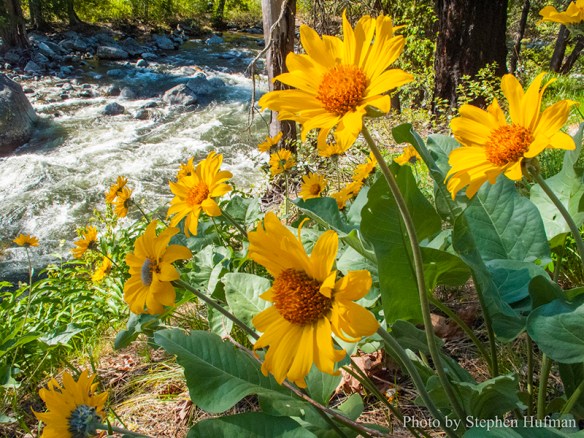Wildflowers Along the Icicle