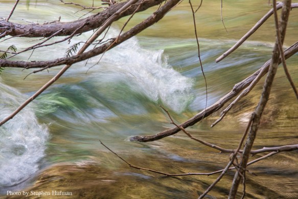 Cedar branches touching the stream
