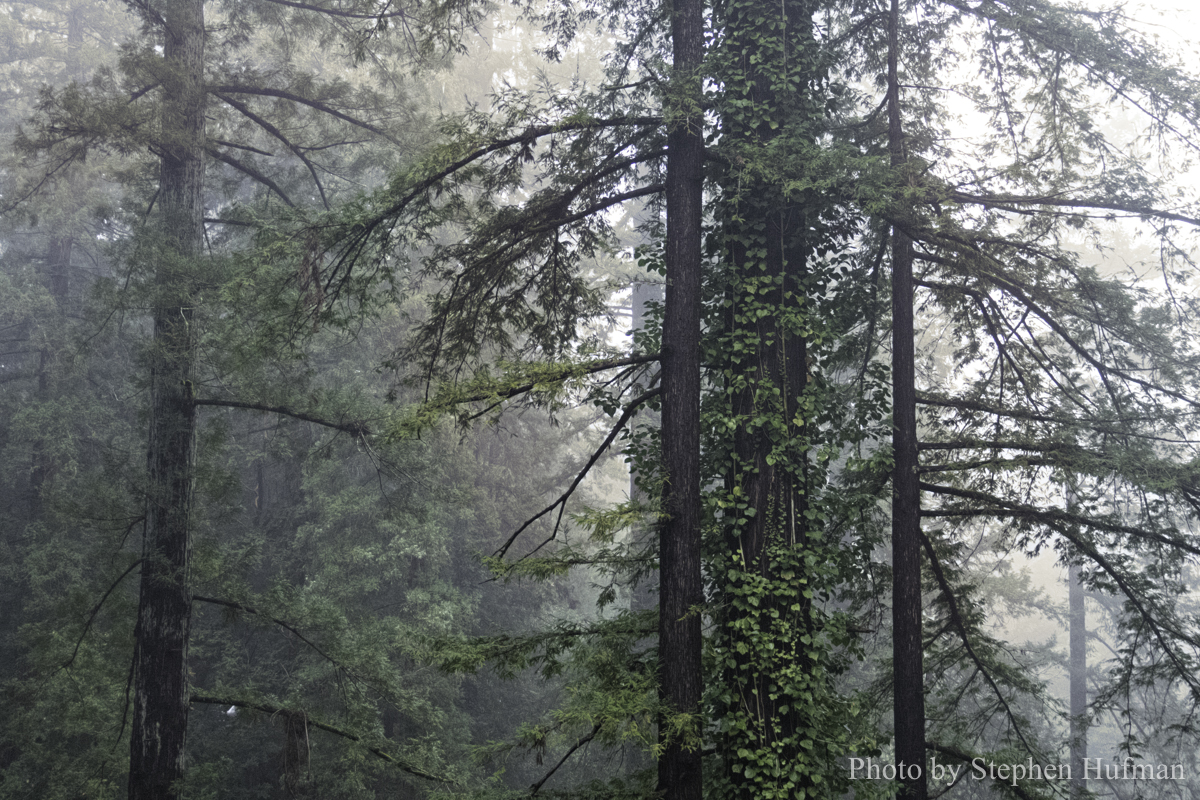 SH_180331-Monterey-3260-Edit-Edit-2