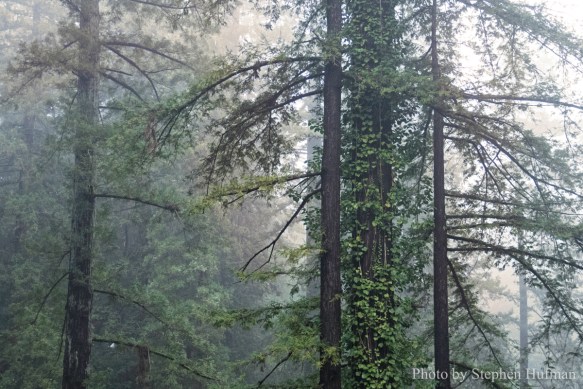 SH_180331-Monterey-3260-Edit-Edit-2