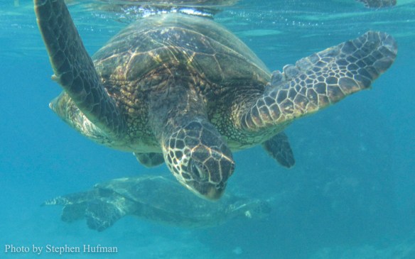 SHg10-151116Maui-0814