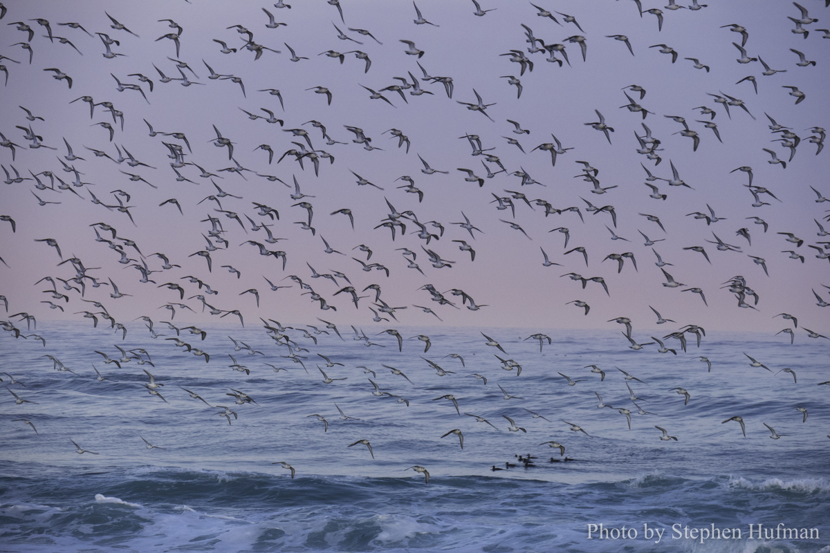 SH_180331-Monterey-3716