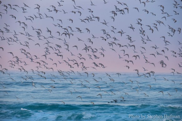 SH_180331-Monterey-3716