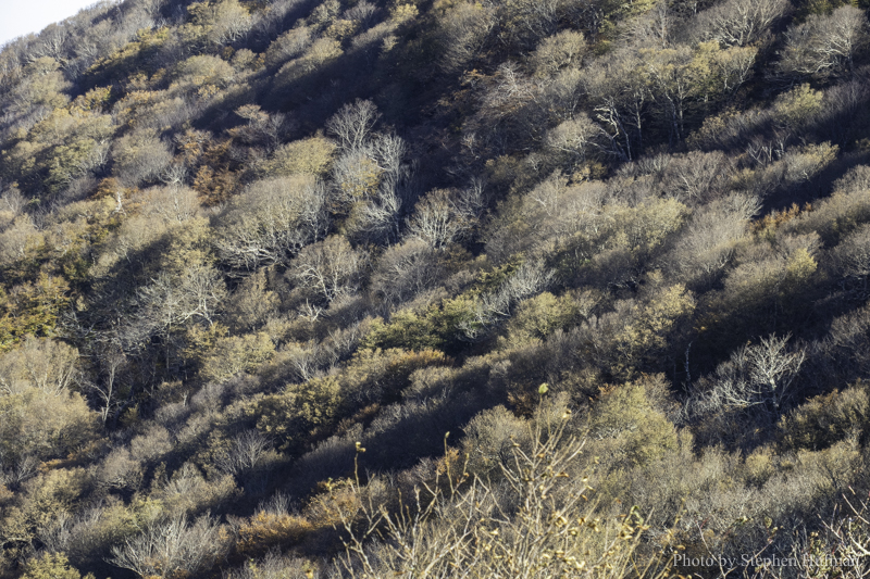 SH_181028-BlueRidge-7326