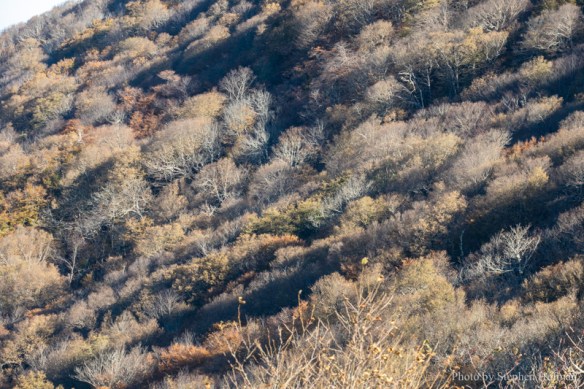 SH_181028-BlueRidge-7326