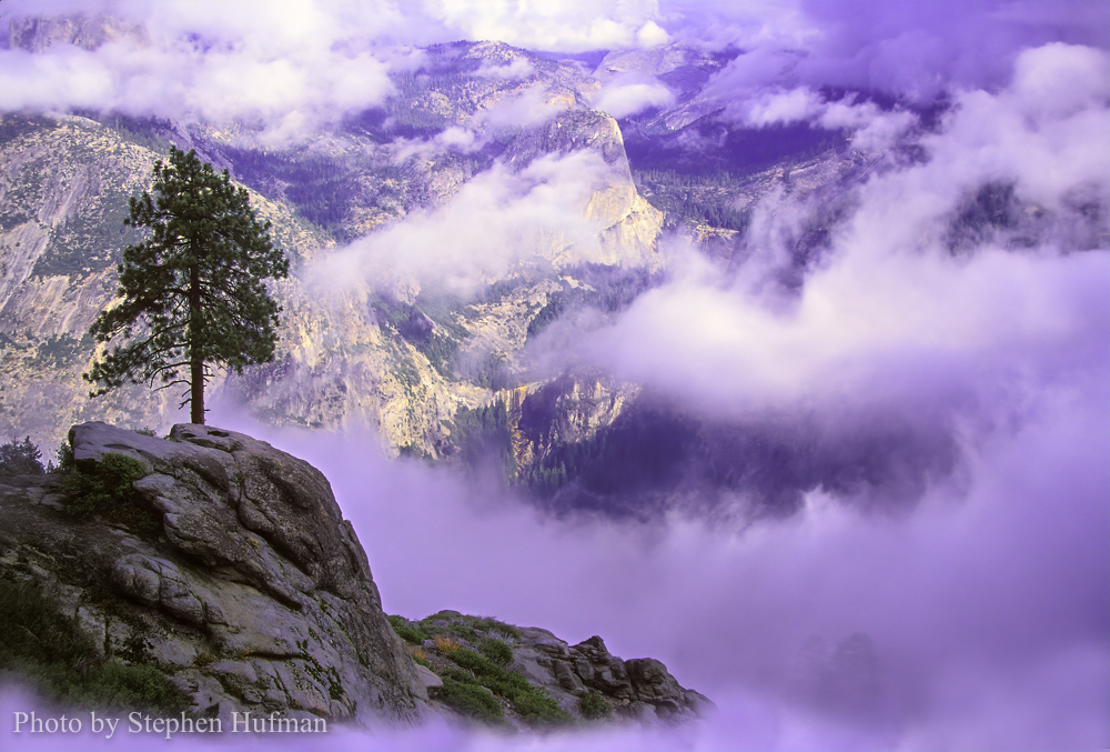 Lone pine overlooking Yosemite Valley, CA