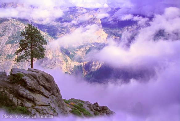 Lone pine overlooking Yosemite Valley, CA