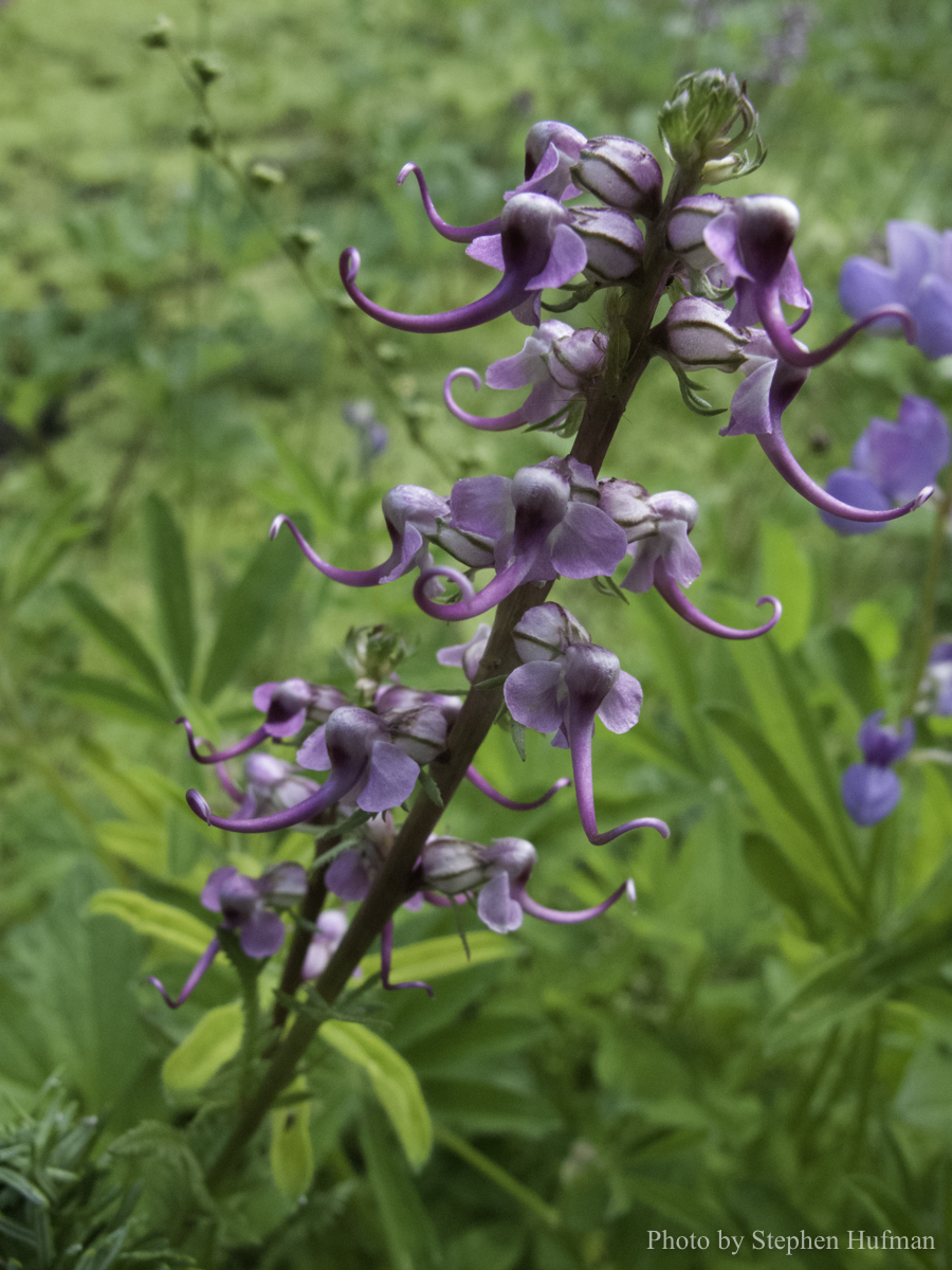 Elephanthead Lousewart