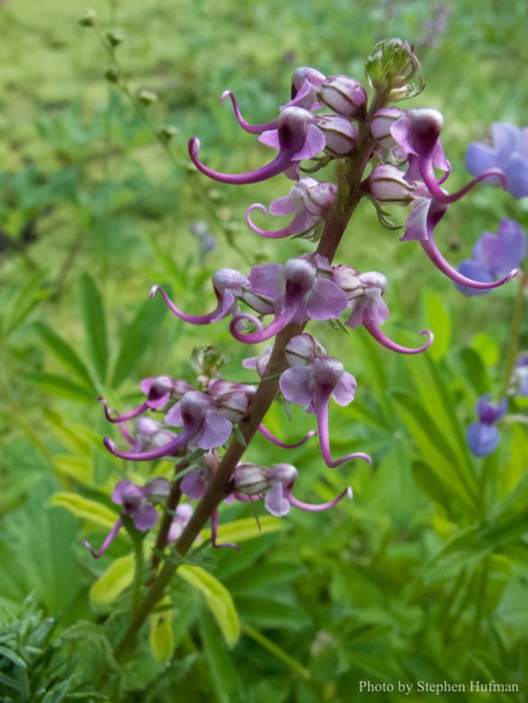 Elephanthead Lousewart