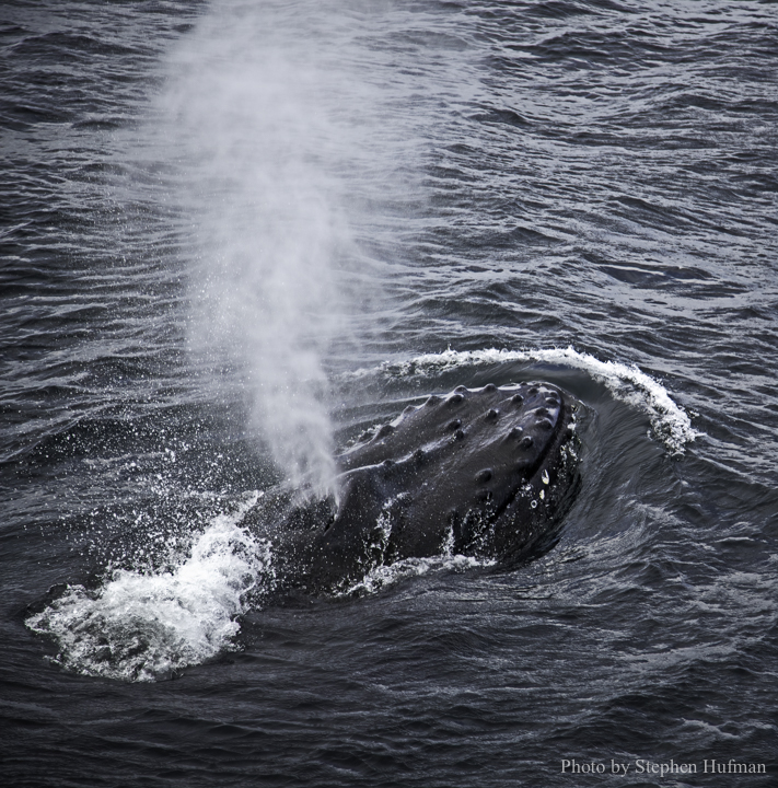 SH_190914-Alaska-0167