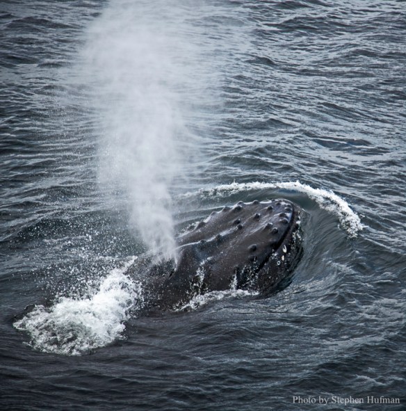 SH_190914-Alaska-0167